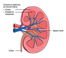 Section transversale de la structure interne d’un rein