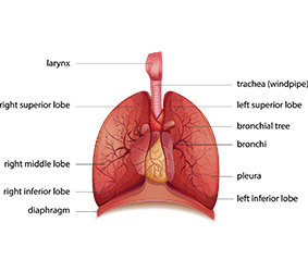 Diagram of lungs and its internal structures such as lobes, bronchi, and pleura