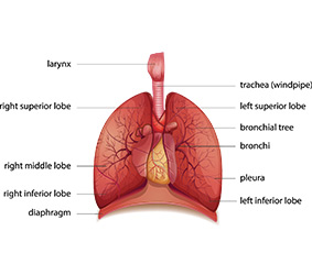 lung cancer cells diagram